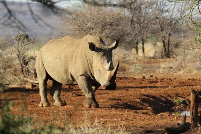 rhino,safari,game drive,big5,family,family break, animals,wildlife,selfcatering